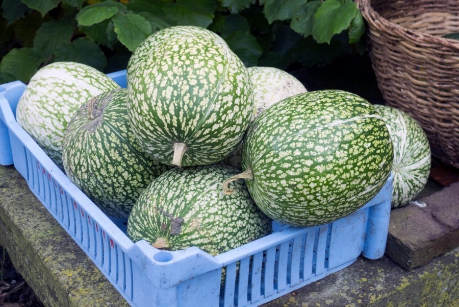 Comment manger une courge verte ?