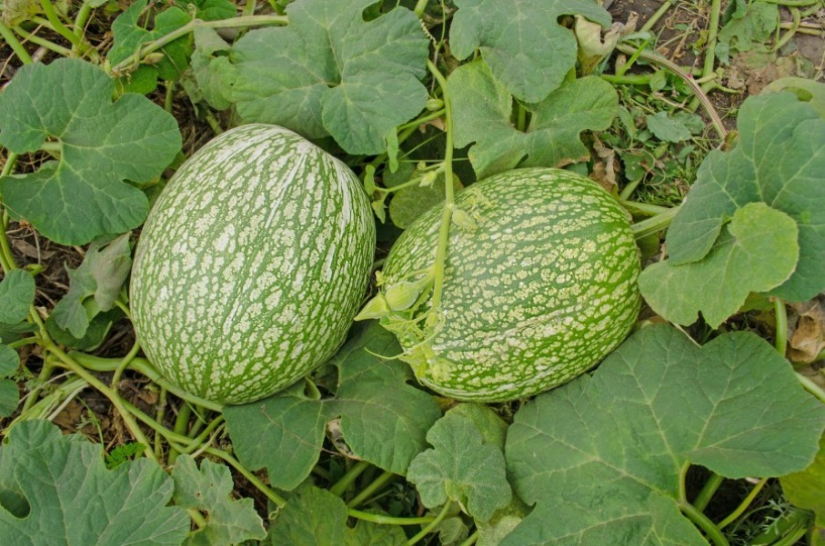 Quelle est la meilleure recette pour cuisiner la courge de Siam ?